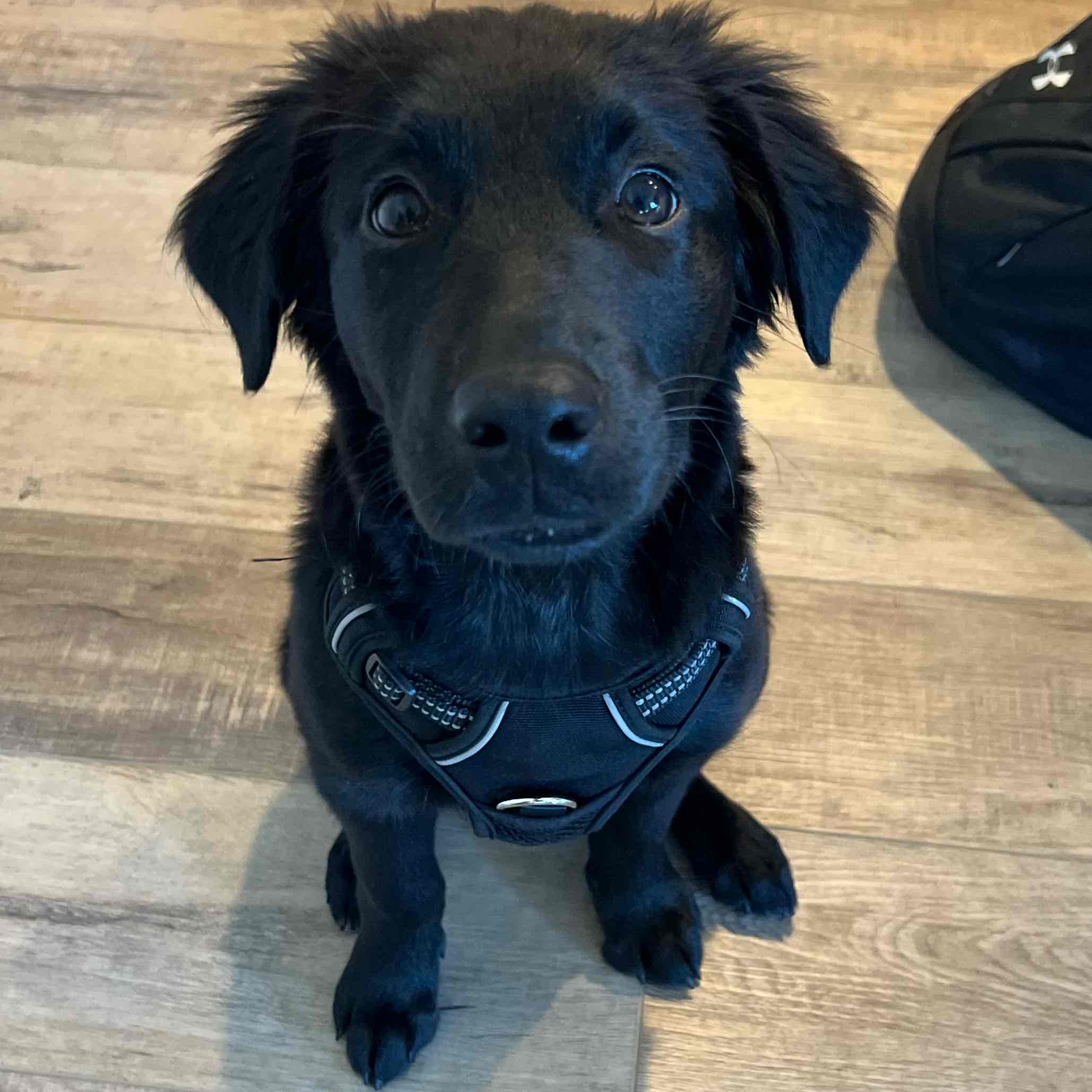 Watershed Warriors logo