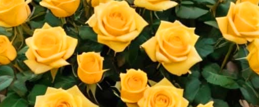 🎉PERFECT STEPS🎉 banner