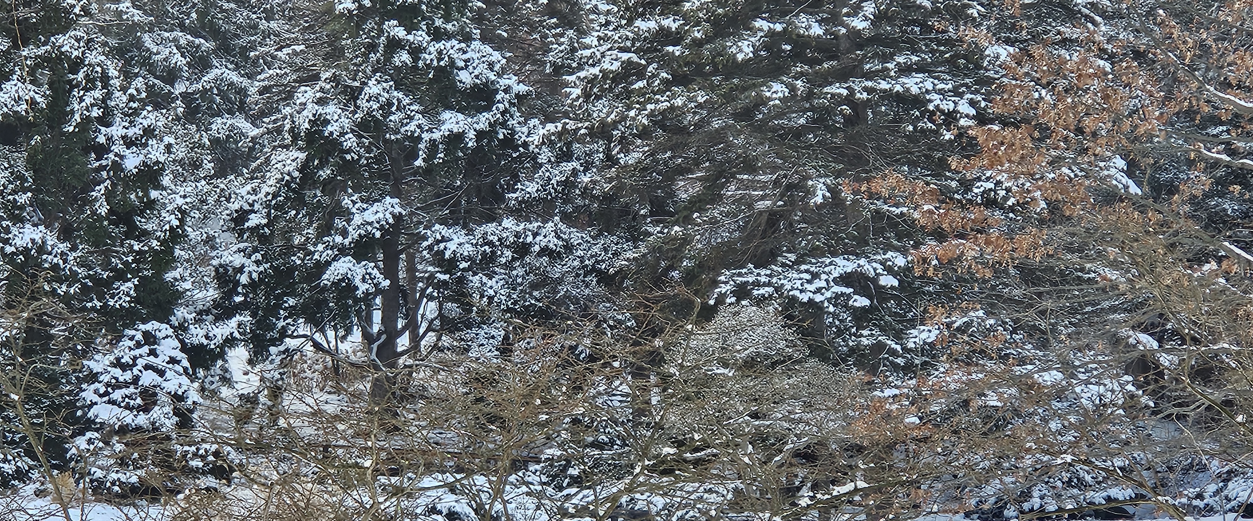 💗❄️RWG Walking❄️💗 banner