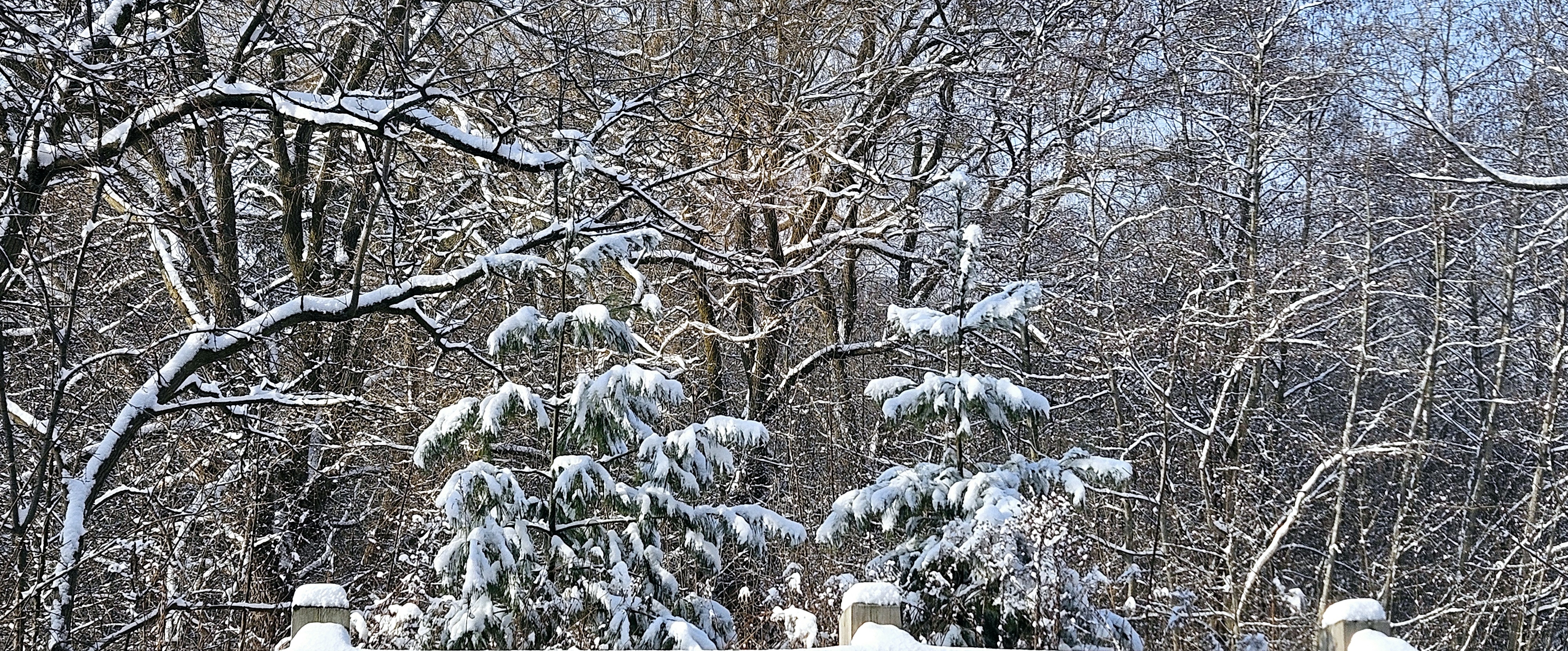 💕❄️Walking Team ❄️💕 banner