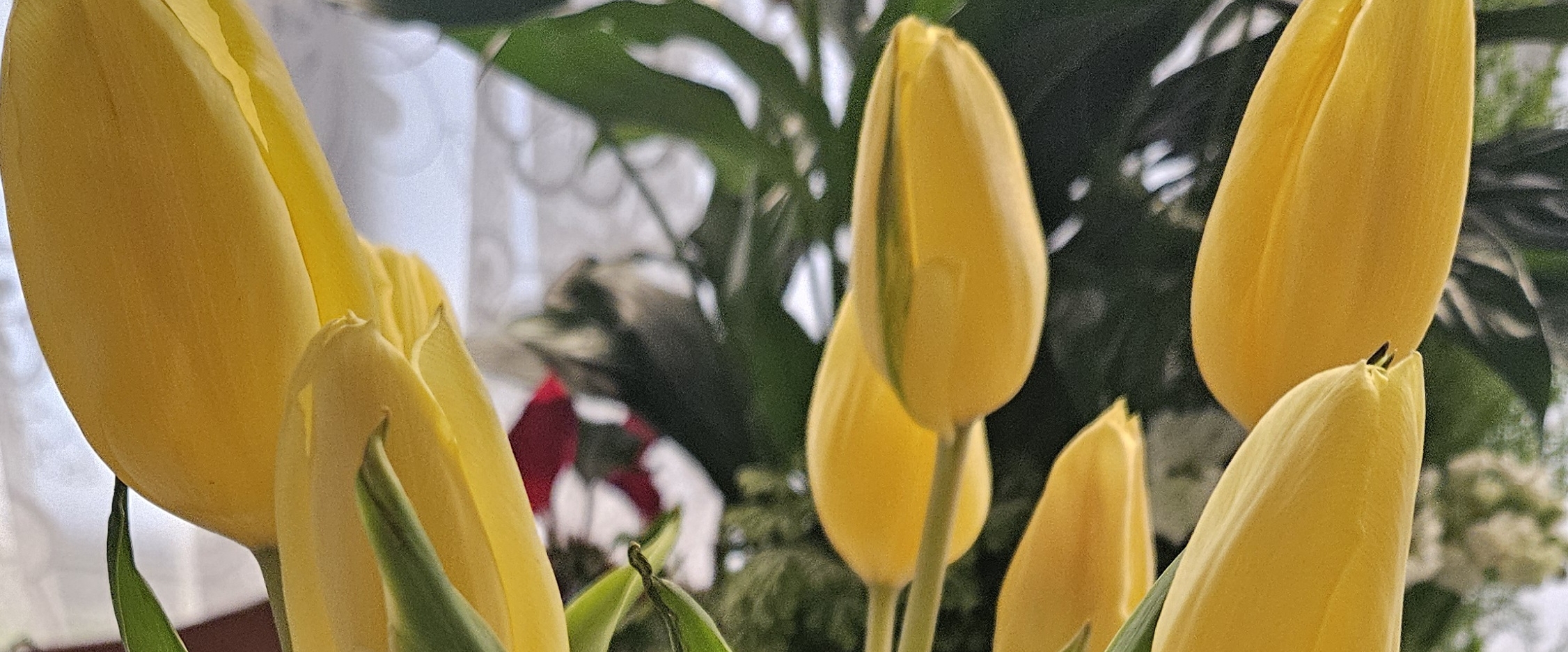 Tomori Hebat 2025 banner