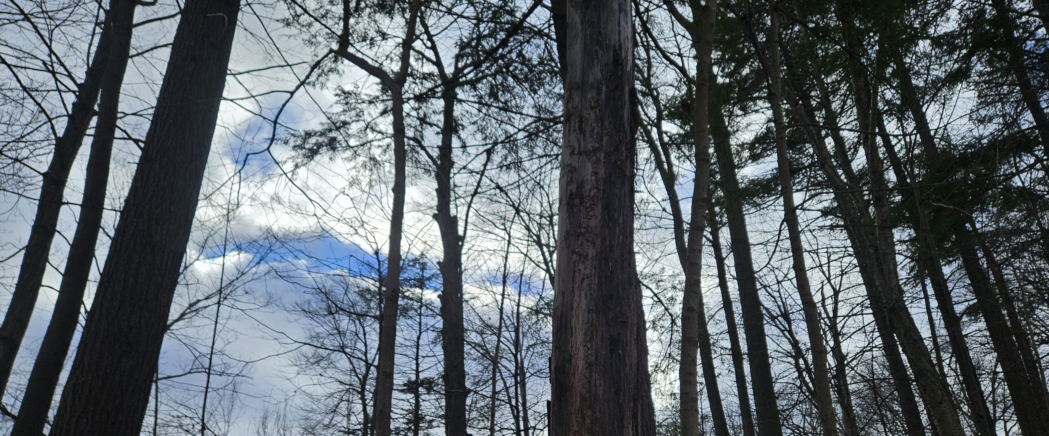 WAITING FOR SPRING banner