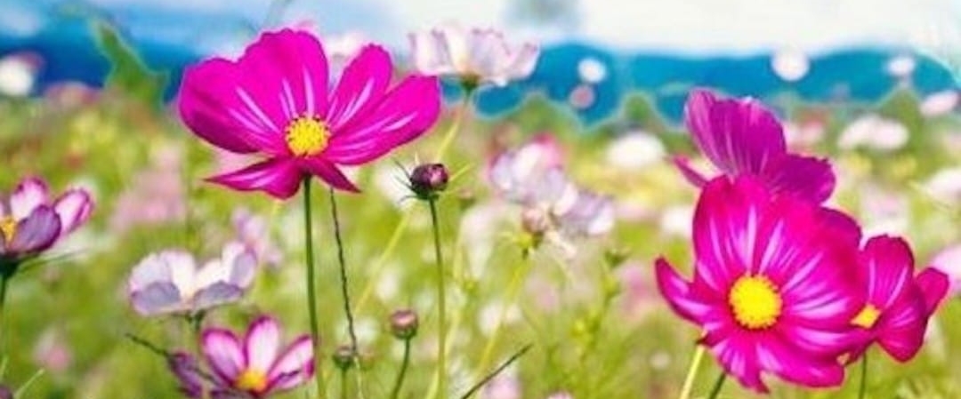 💕Salem_moves💕 banner