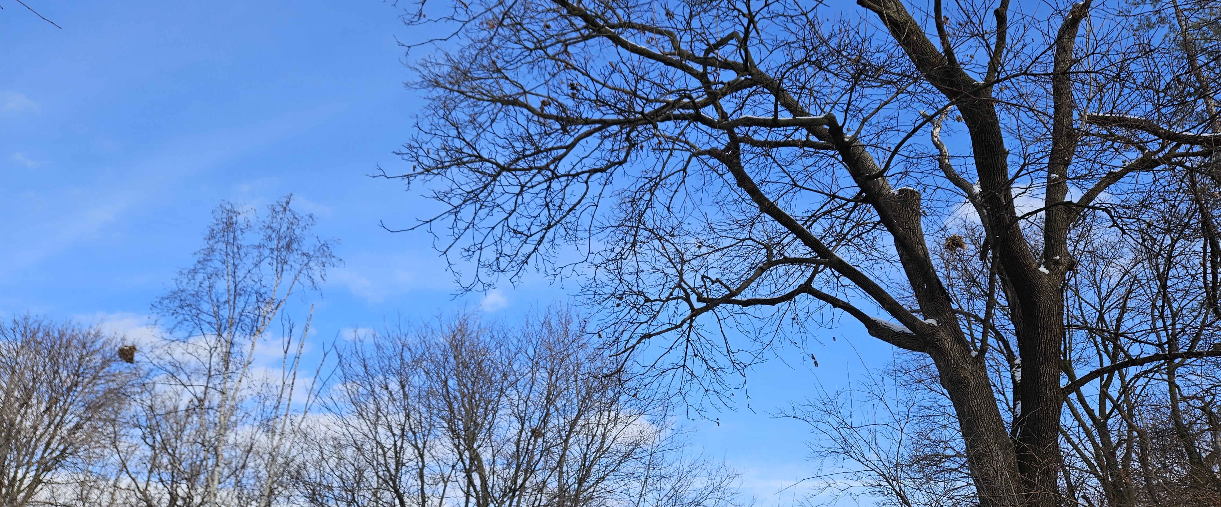 🇵🇱STEPS TEAM🇵🇱 banner