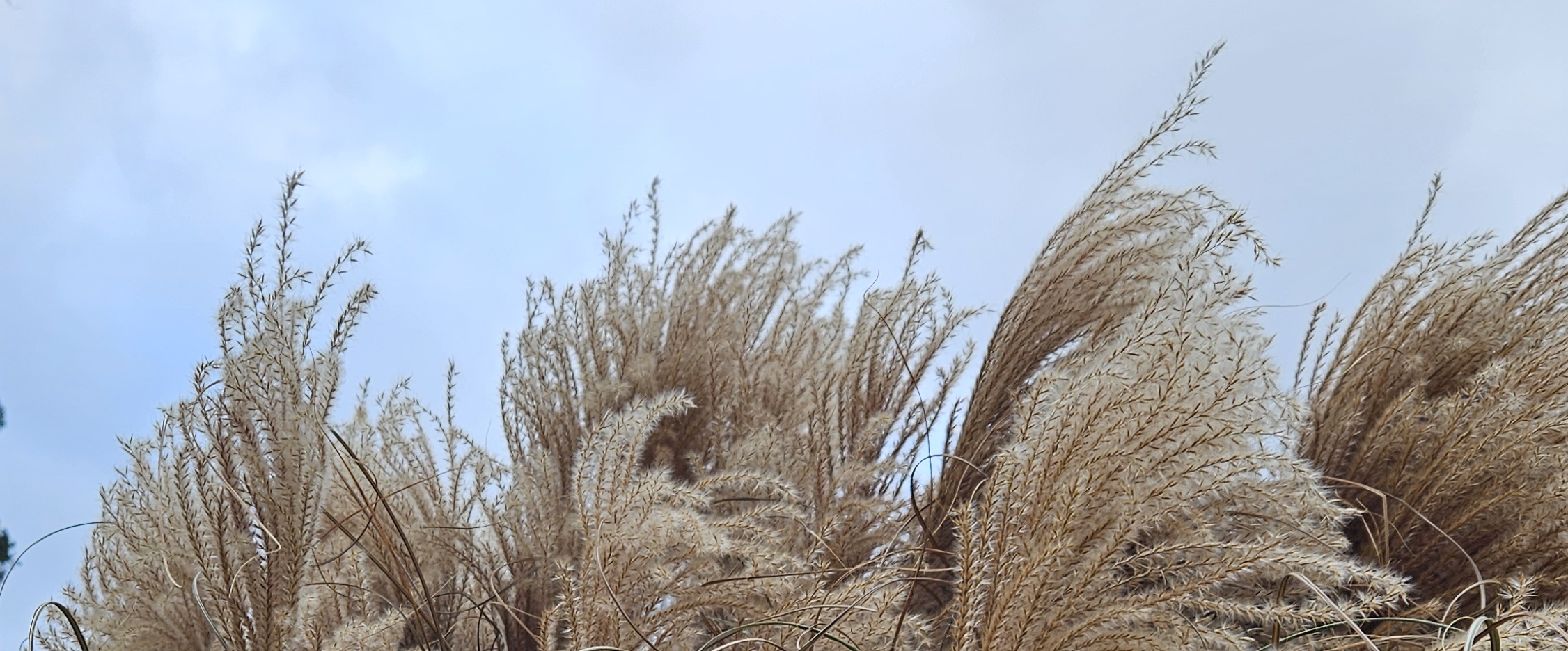 🌿2025 STEPS🌿 banner