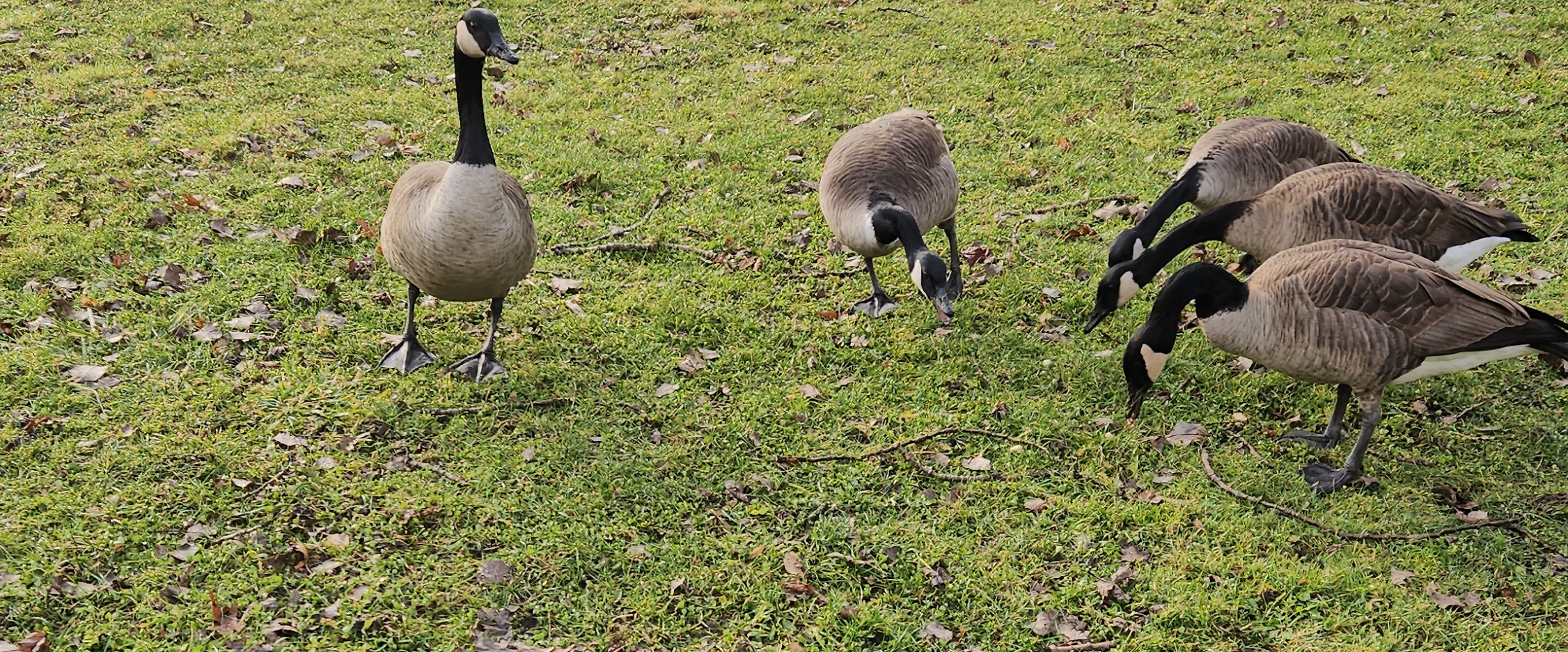 الكلية التقنية بأحد رفيدة banner