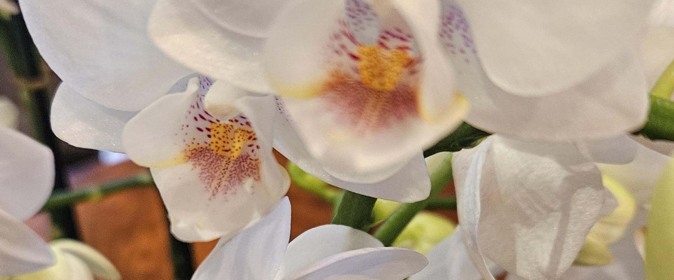 LILLY KI FAUZ banner