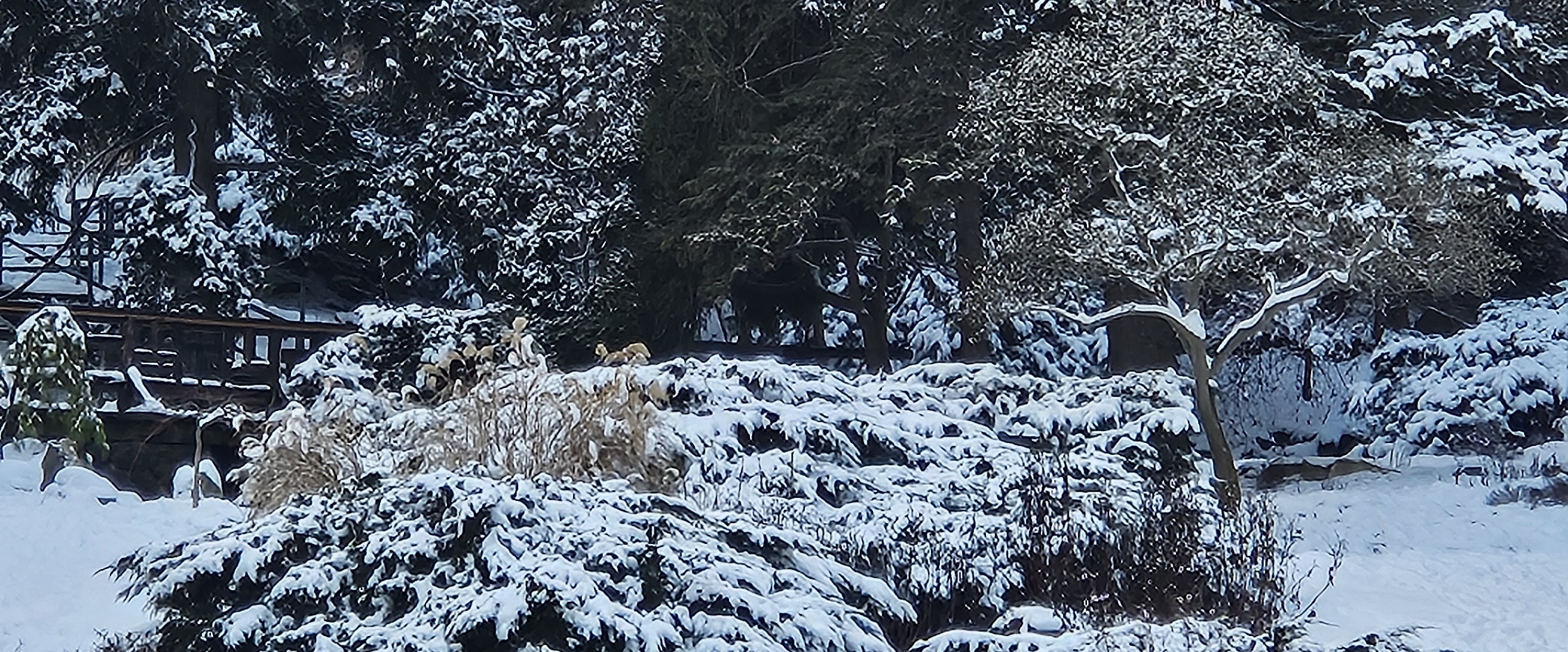 💖Freedom Run💖 banner