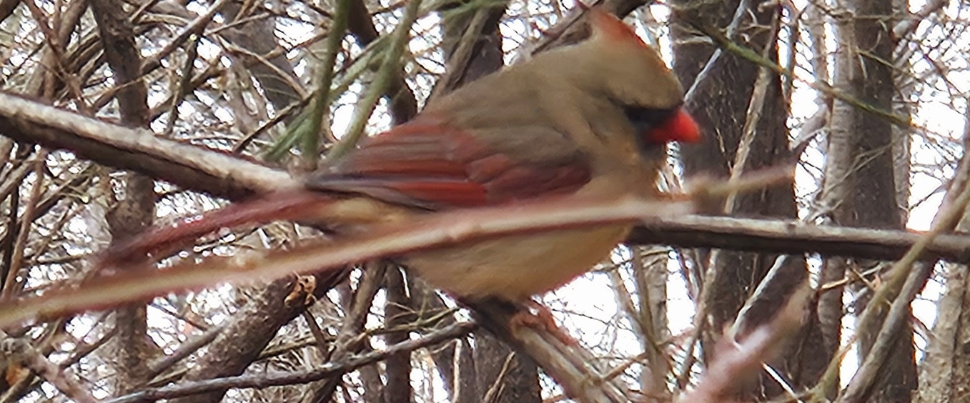 MADAGASCAR 🇲🇬 PACERS banner