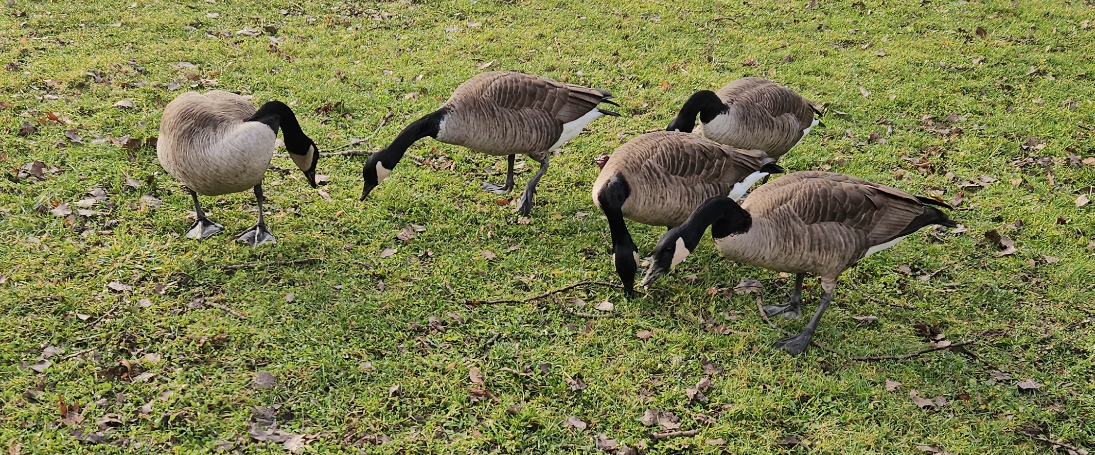 OGN  🌸PACERS banner