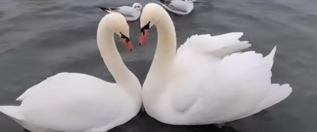 SOC 😊 STEPATHON banner