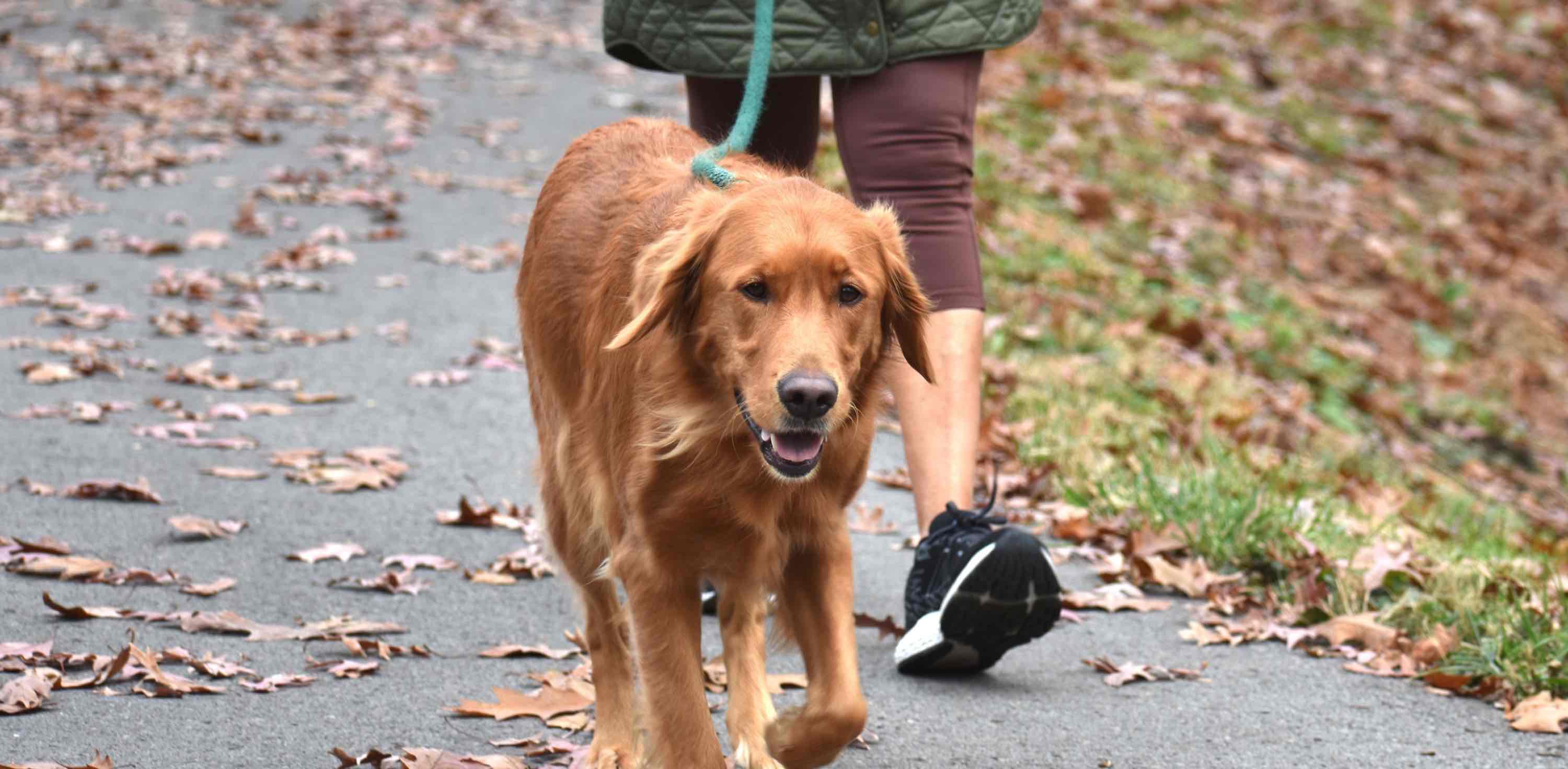 PVC step challenge. banner
