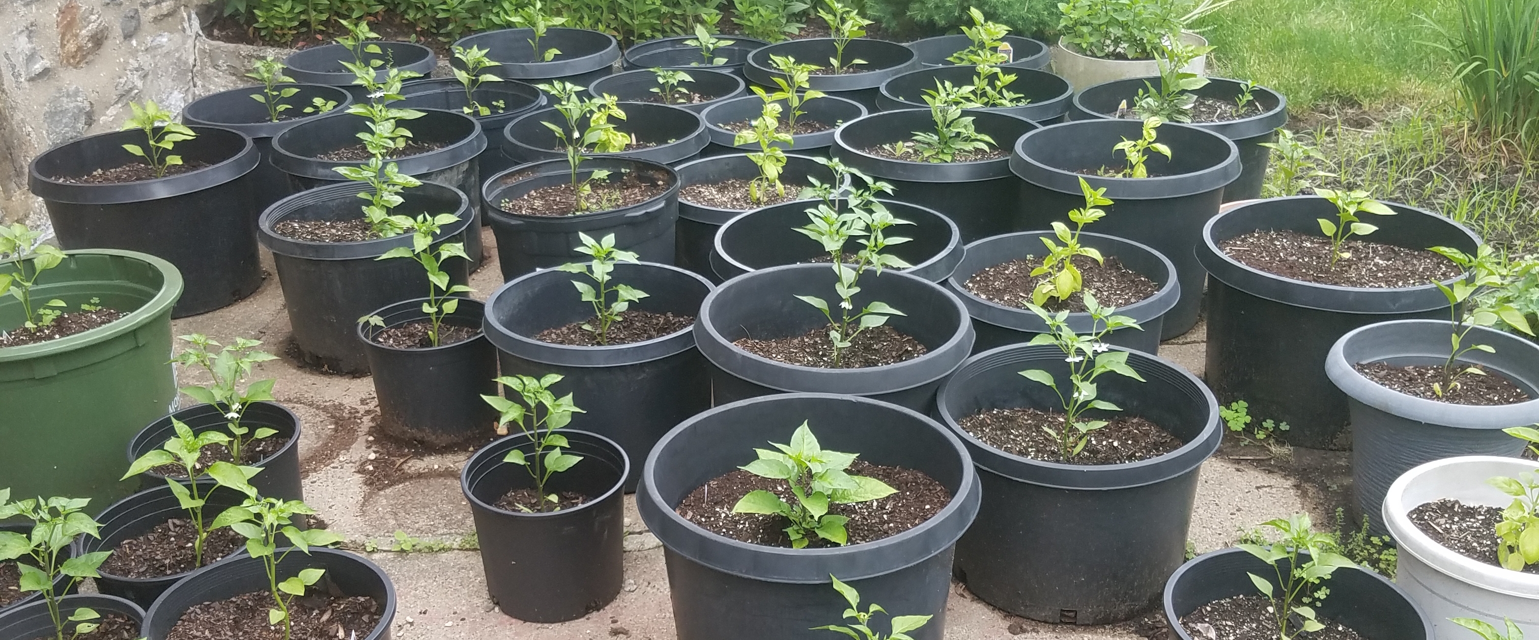 4 winds of Renaissance banner