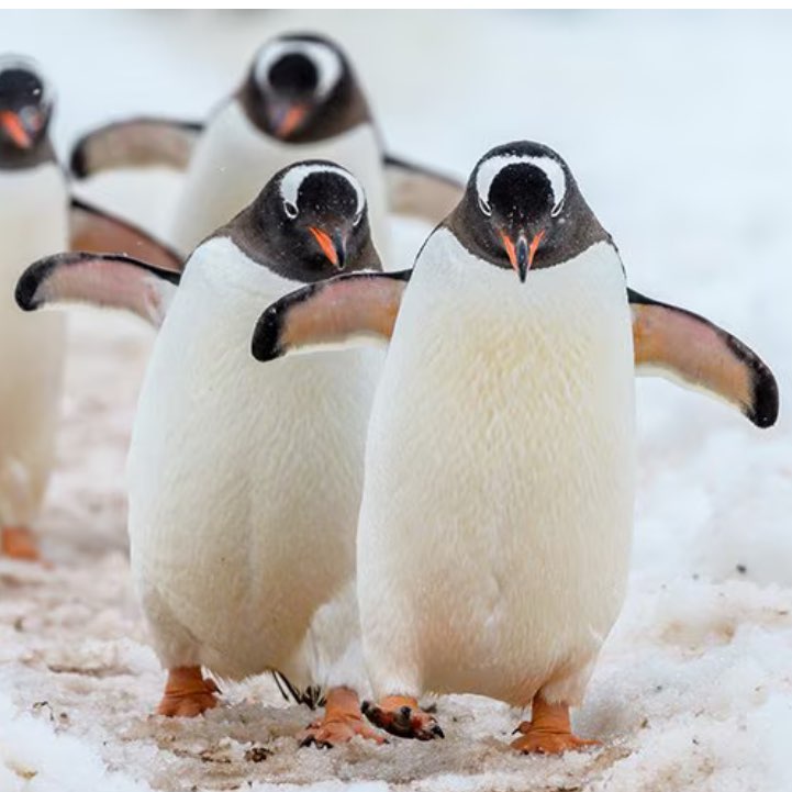 SANDA Wellness Challenge Club logo