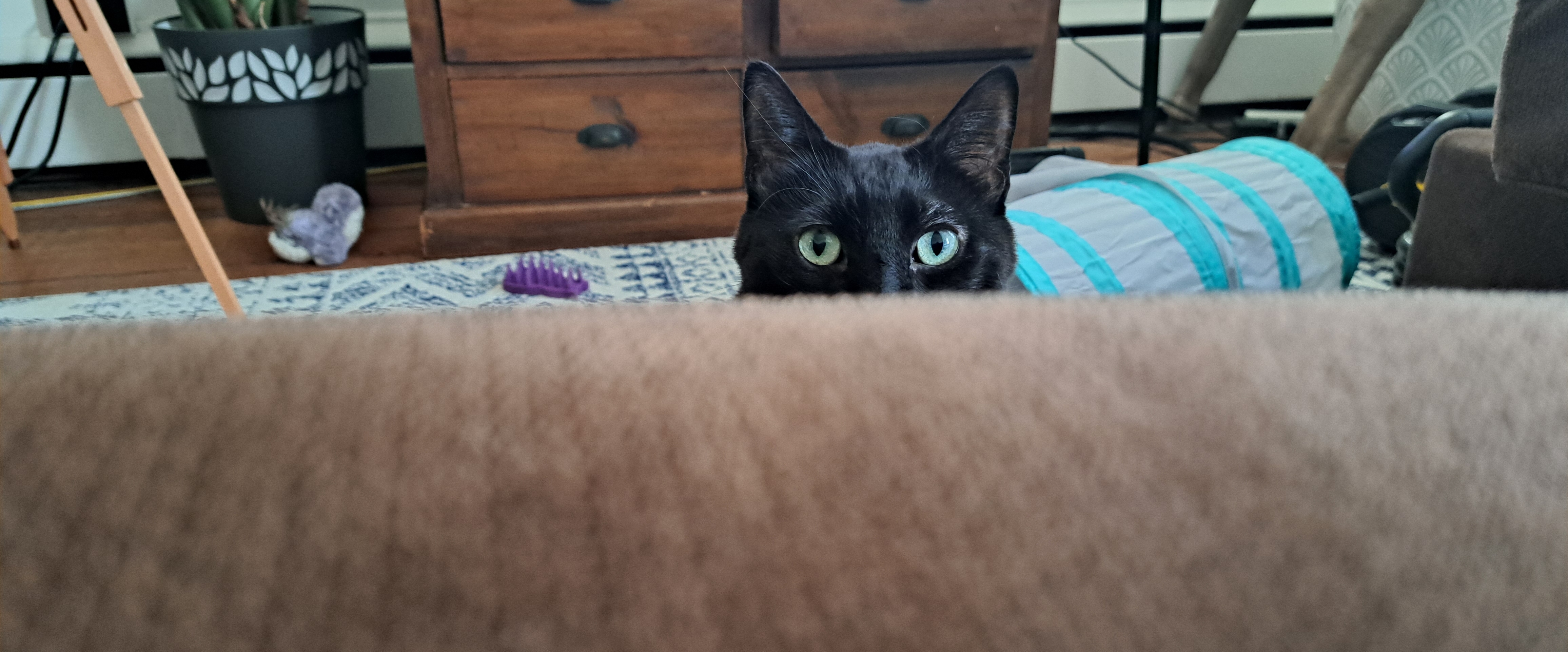 cool cats n kittens walkin club banner