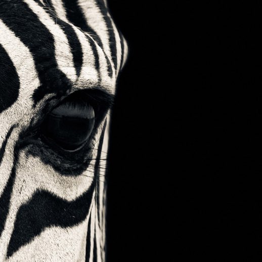 Ehlers-Danlos Zebras 🦓 logo