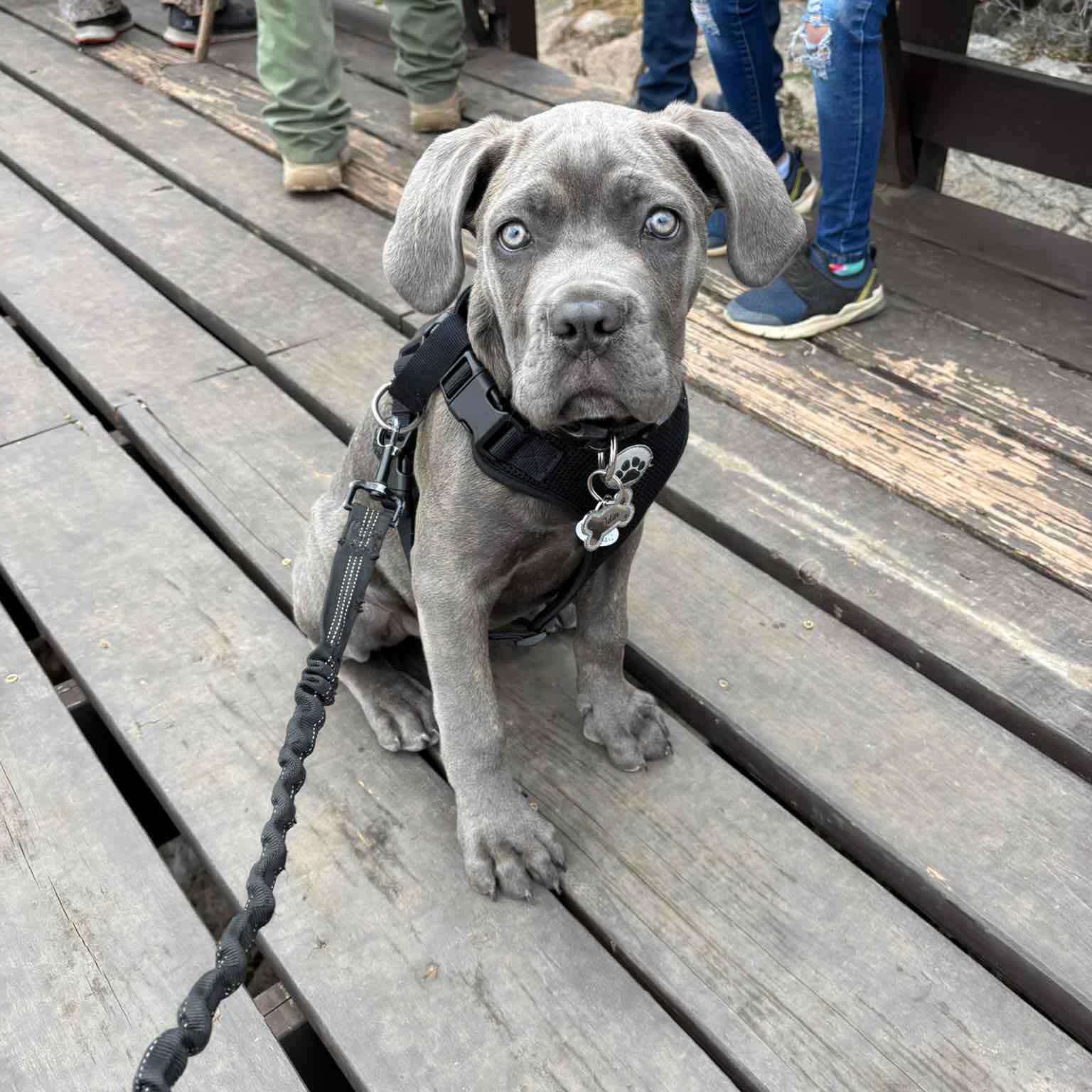 San Antonio Dog Walkers logo