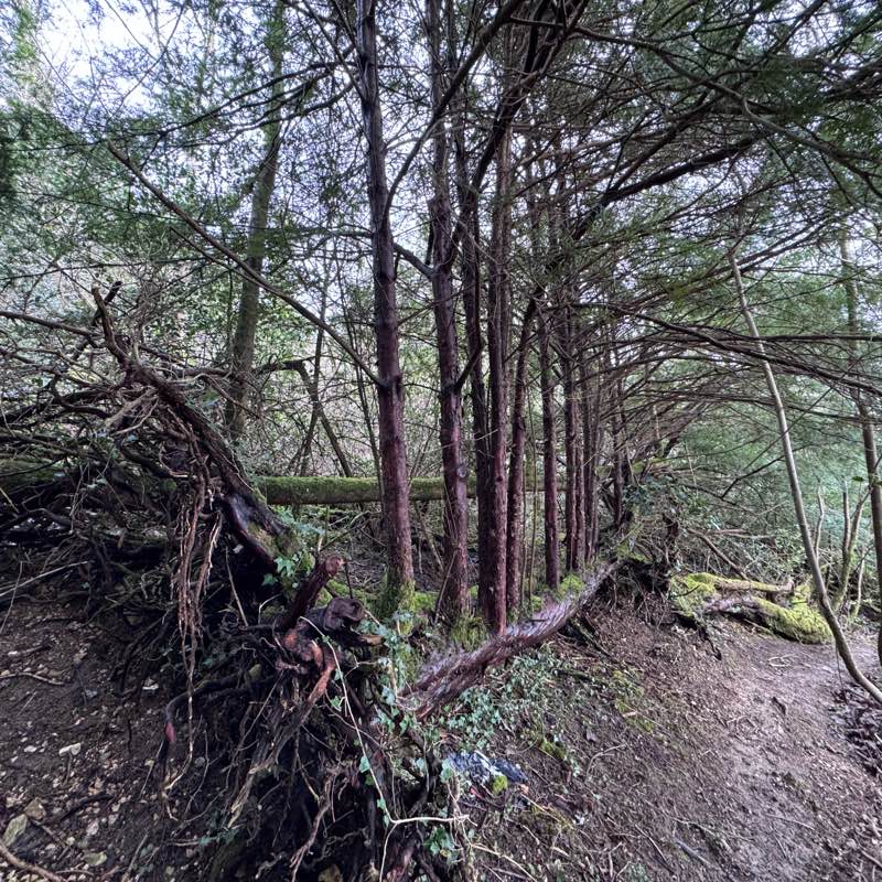 The present lot logo