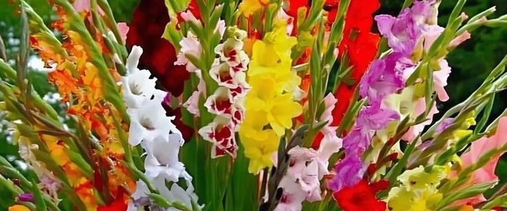 The Pacer Run Group ❤️🌹💕❤🍀♥️ banner