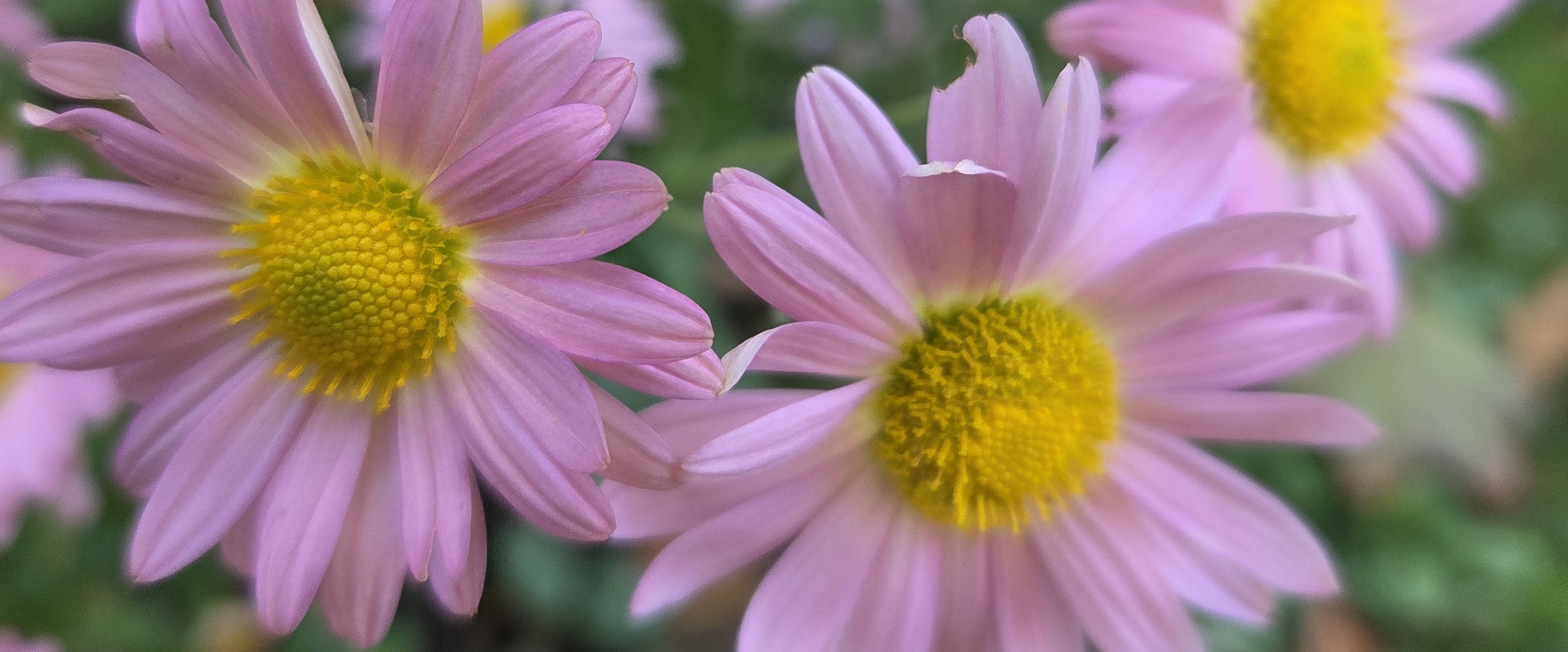 🌄JUST FOR FUN PACERS 🌄 banner