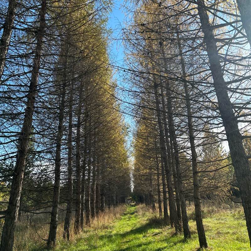 Шаги в октябре logo