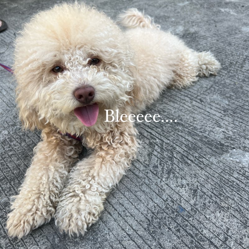 Family 2025 ✨ logo