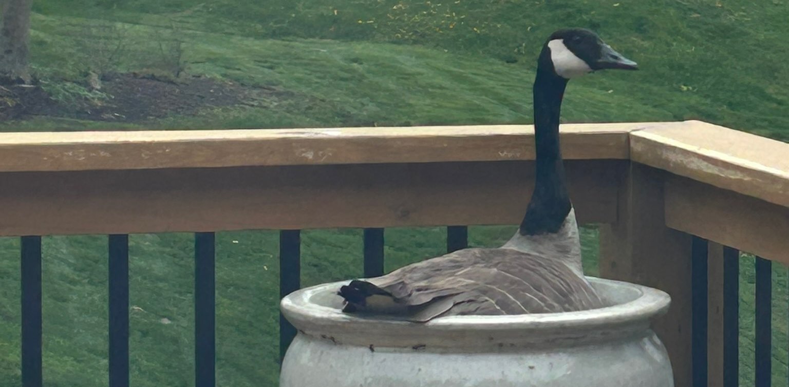 Walk This Way banner