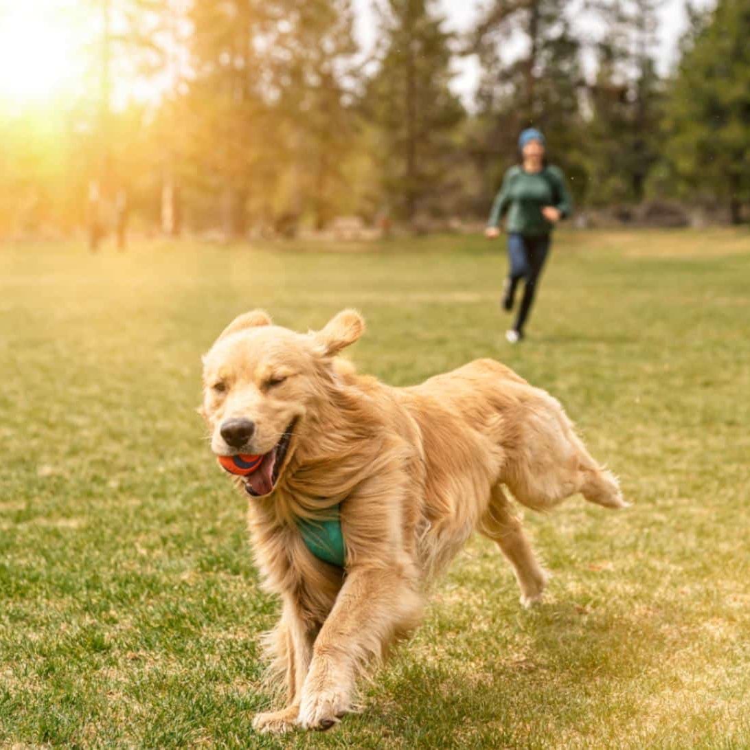 Anonīmie staigātāji😹 logo