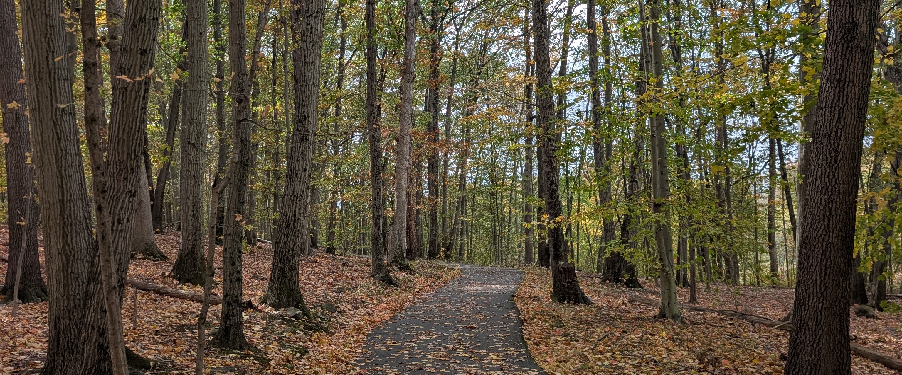 Fall 2025 stepathon callenge banner