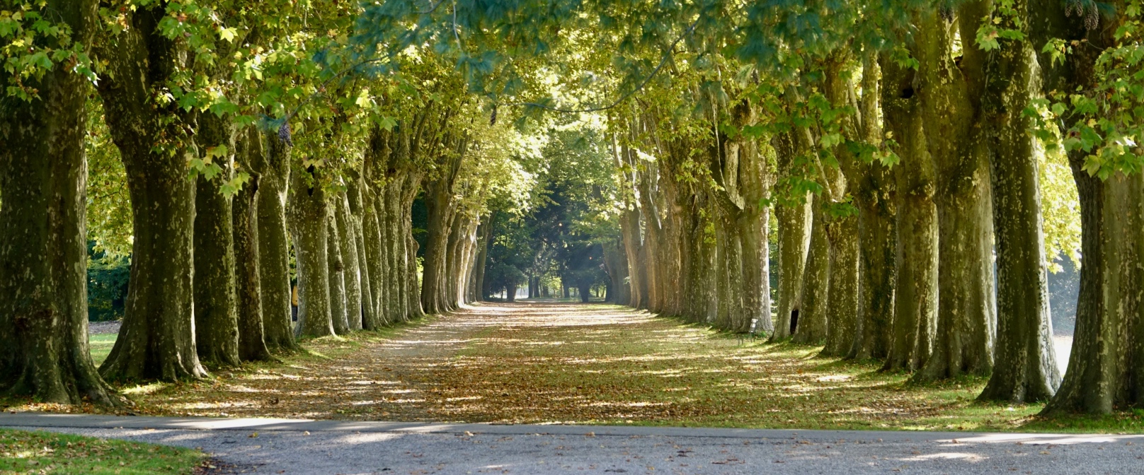 La marche, le plein d énergie banner