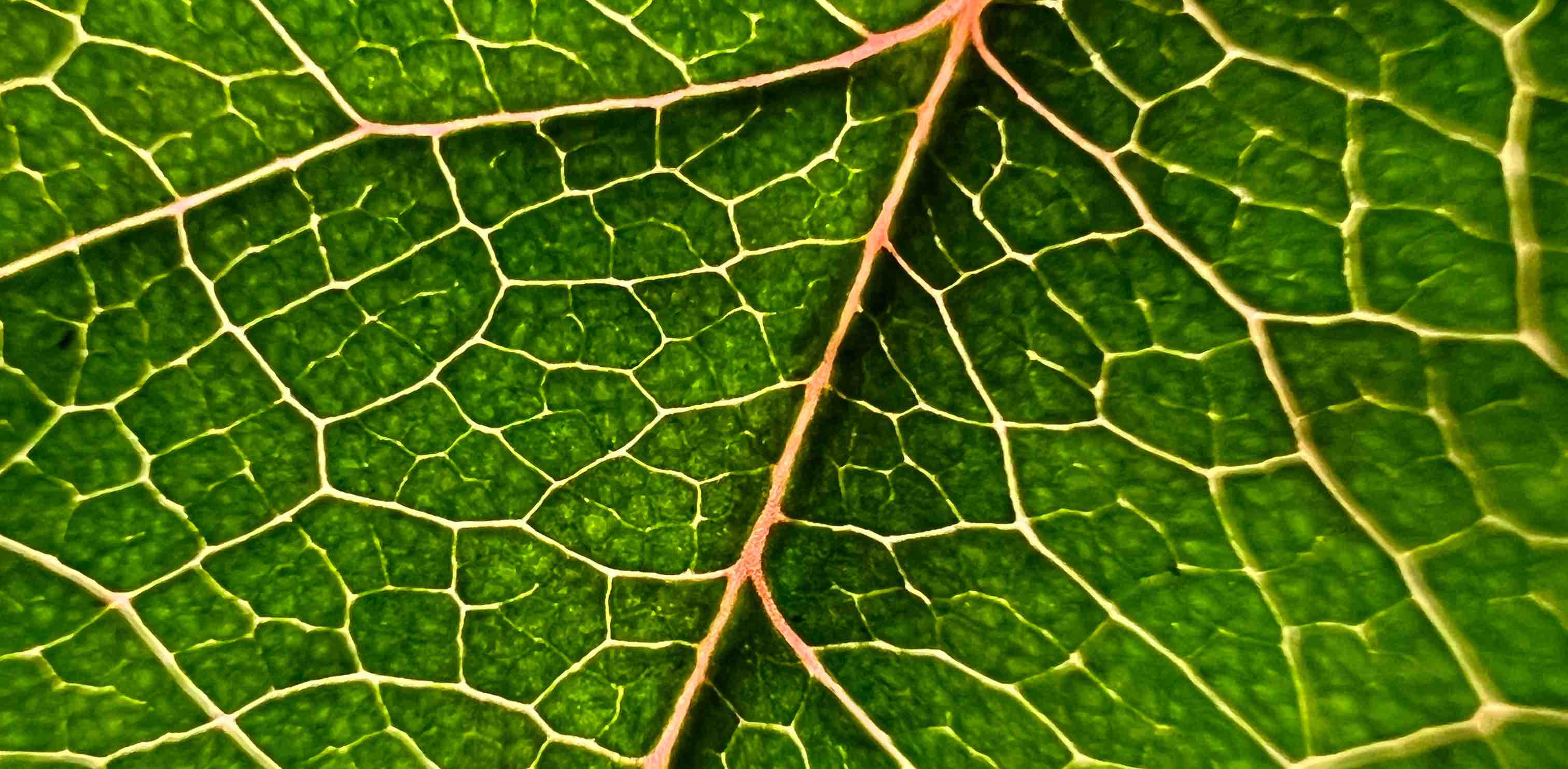 Ручьи. Красногвардейский район banner