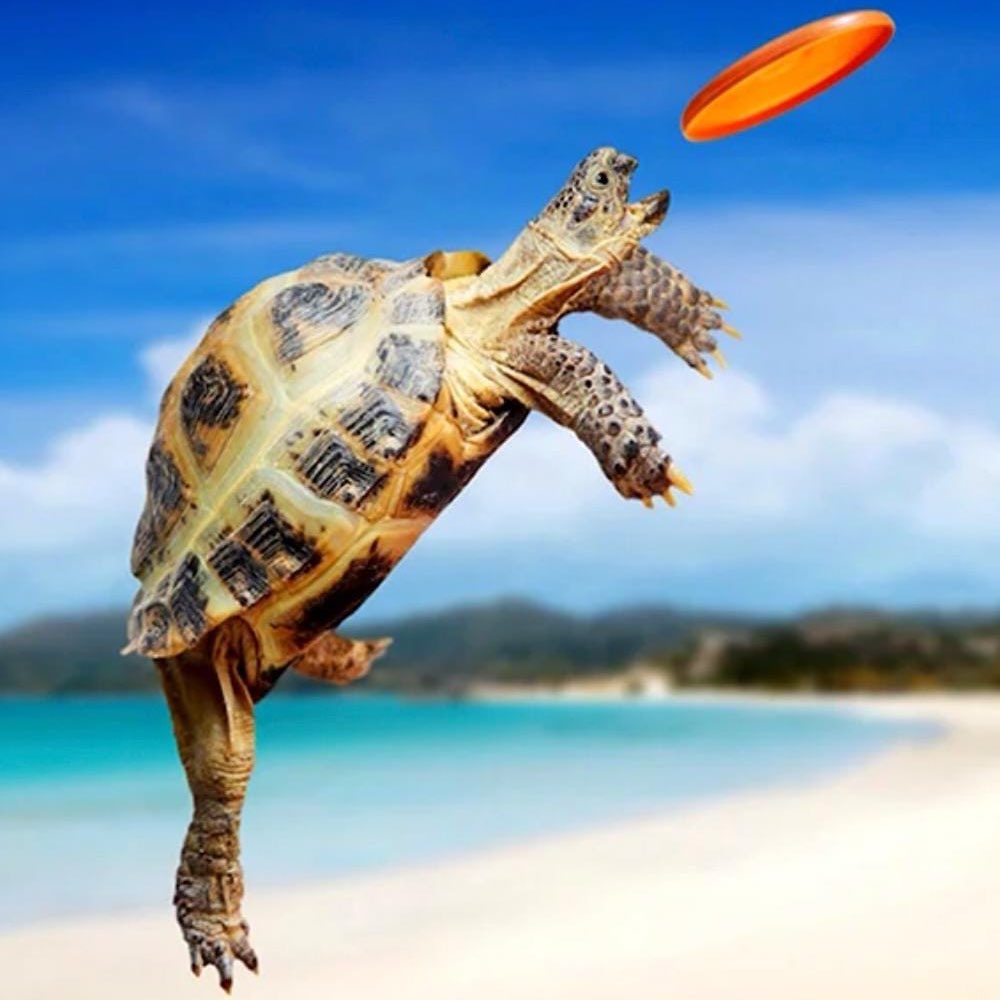 Черепашечки logo