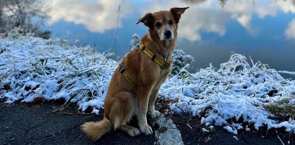 Красотуши banner