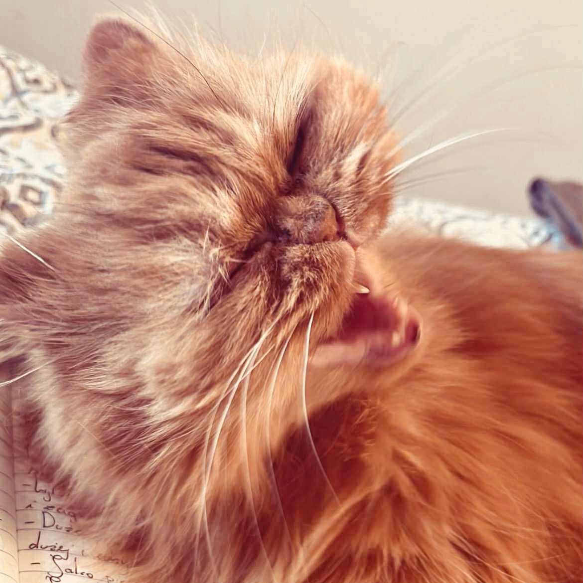 1,2,3,4 Maszeruje Hakelbery logo