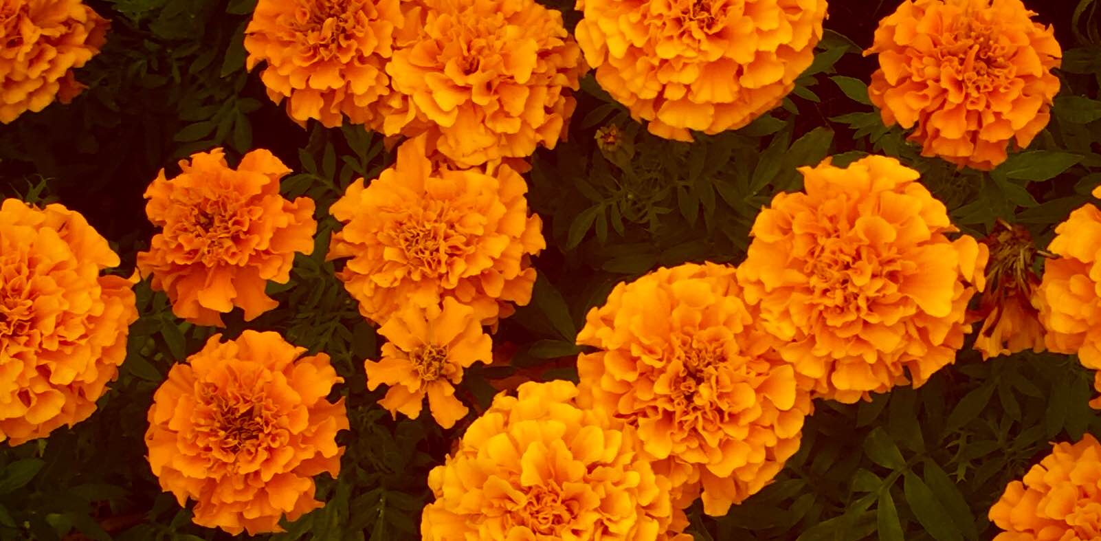 OneManArmy [OMA] banner