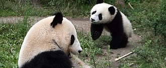 Panda Bear Sanctuary 🐼🧧🎍 banner