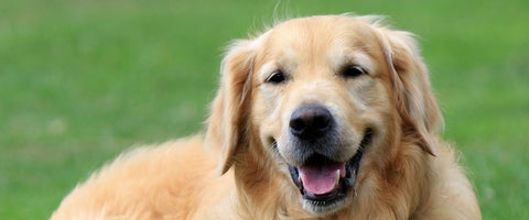 The Dog Walkers 🐕 🐶🐕 banner