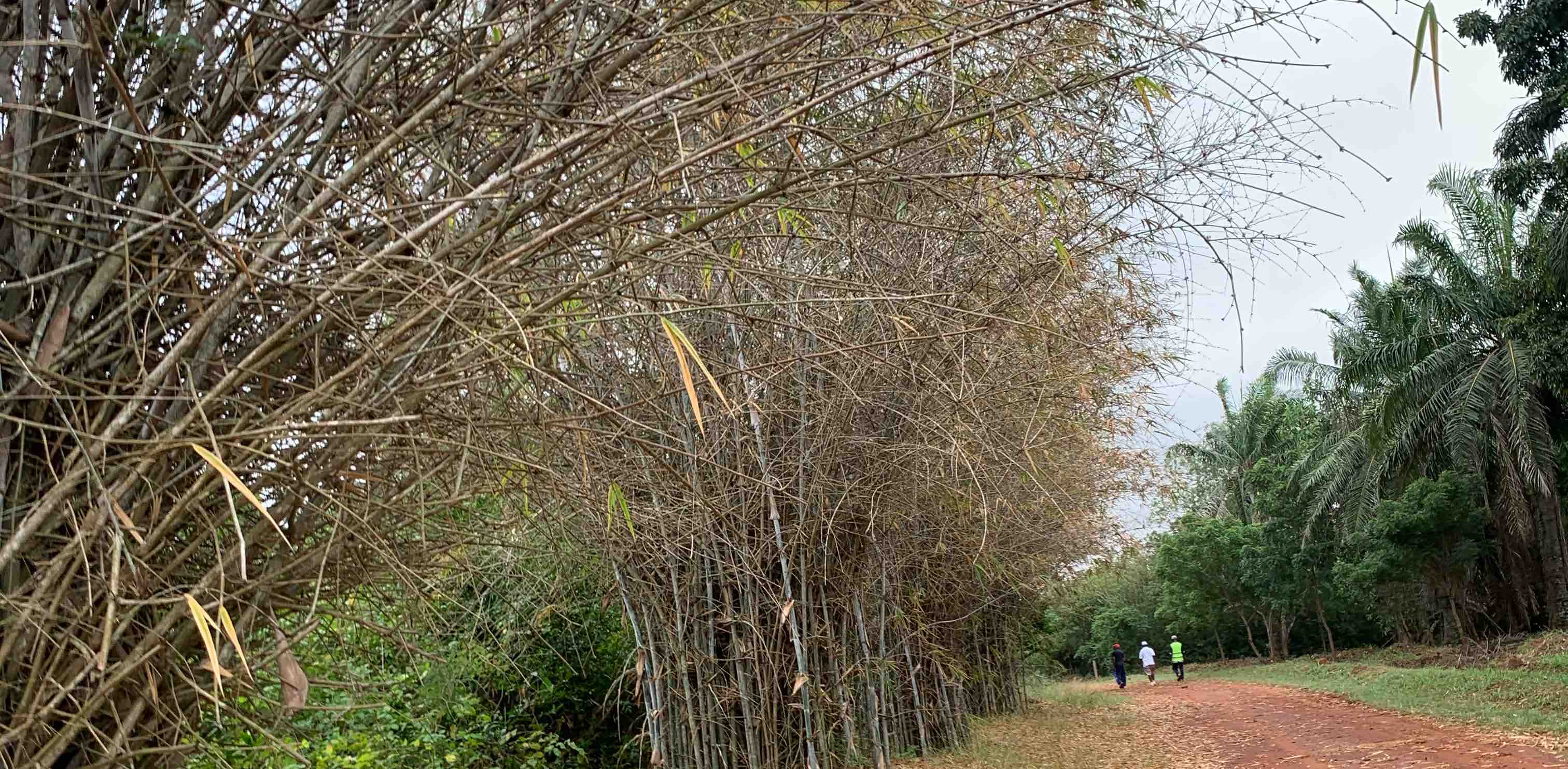 GH City Walkers 🏃🏾 banner