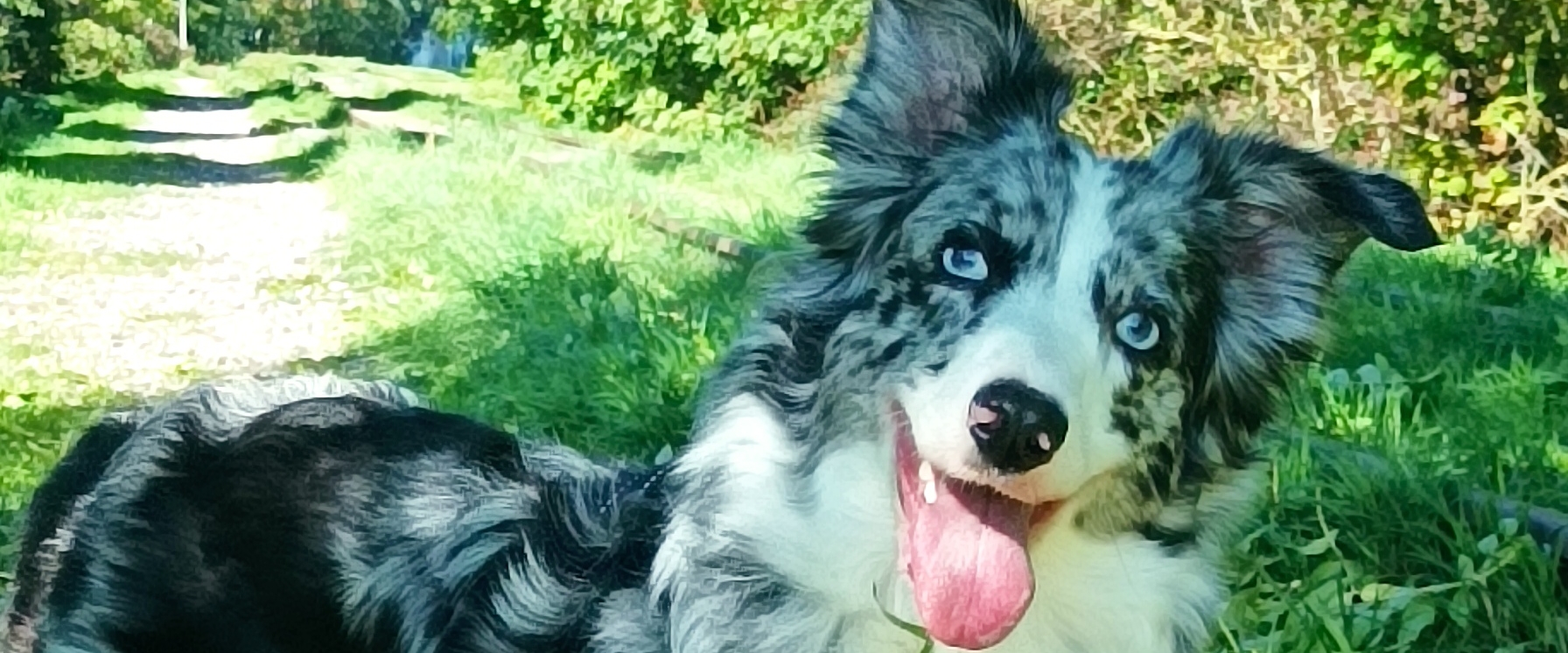 Borders Collies en ballades. banner