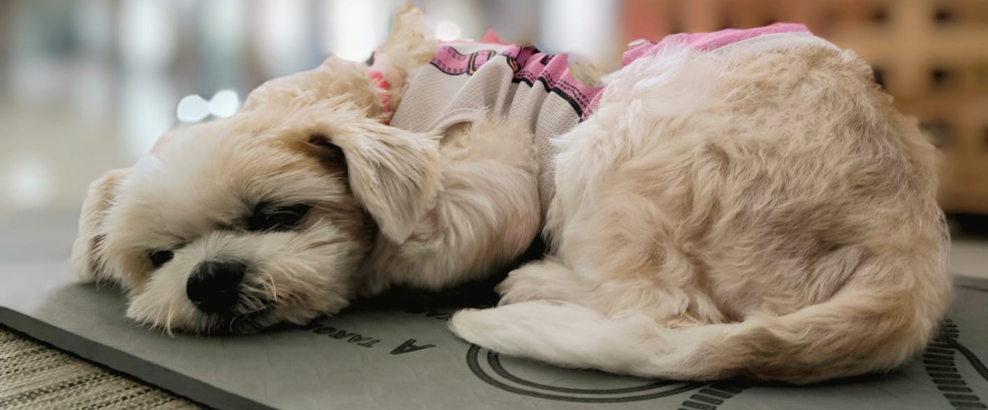 Walk Your Way To Health banner