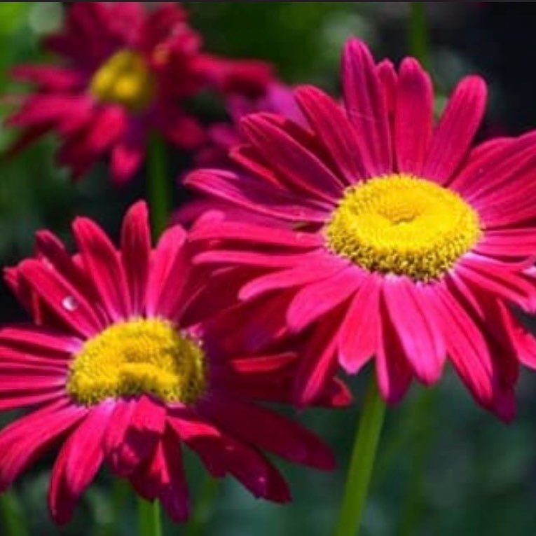 گل های داوودی logo