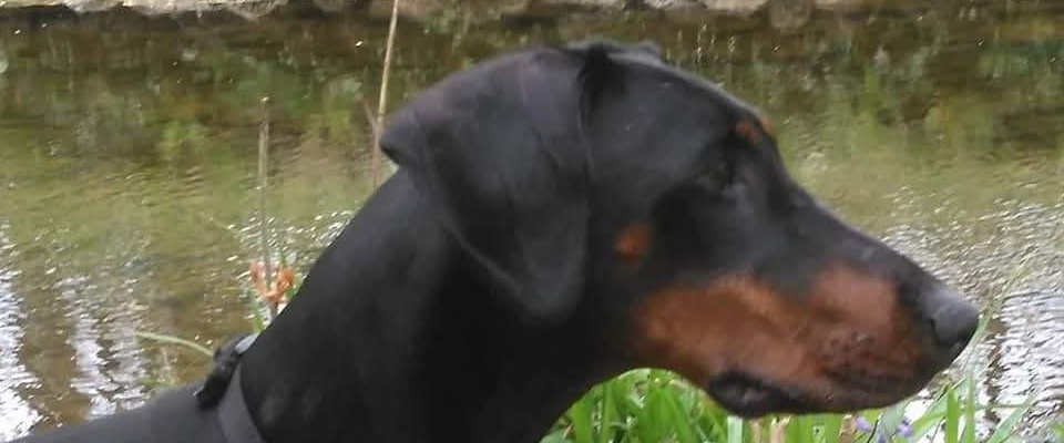 Dog walkers community banner