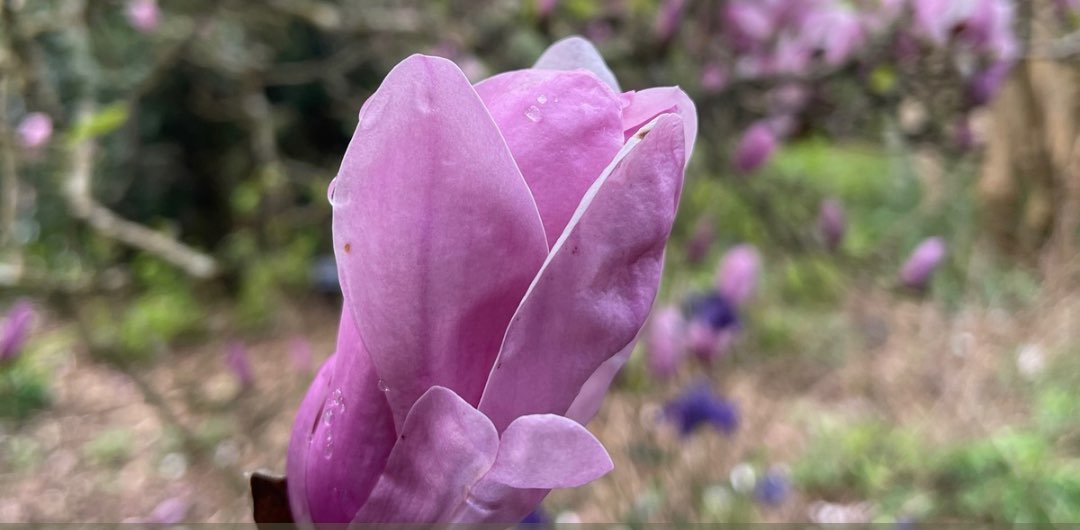 Ladies That Walk banner