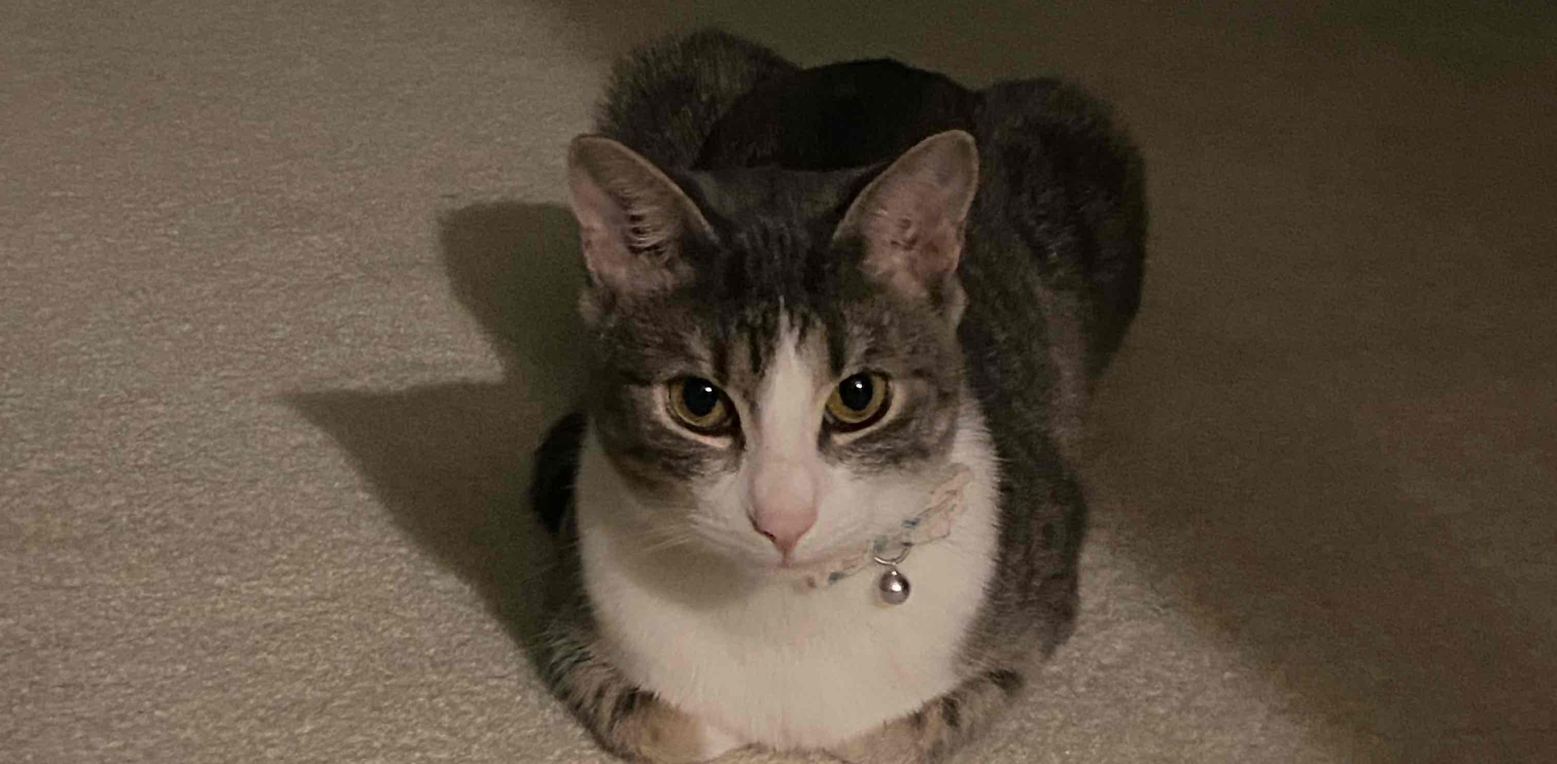 hambear nation banner