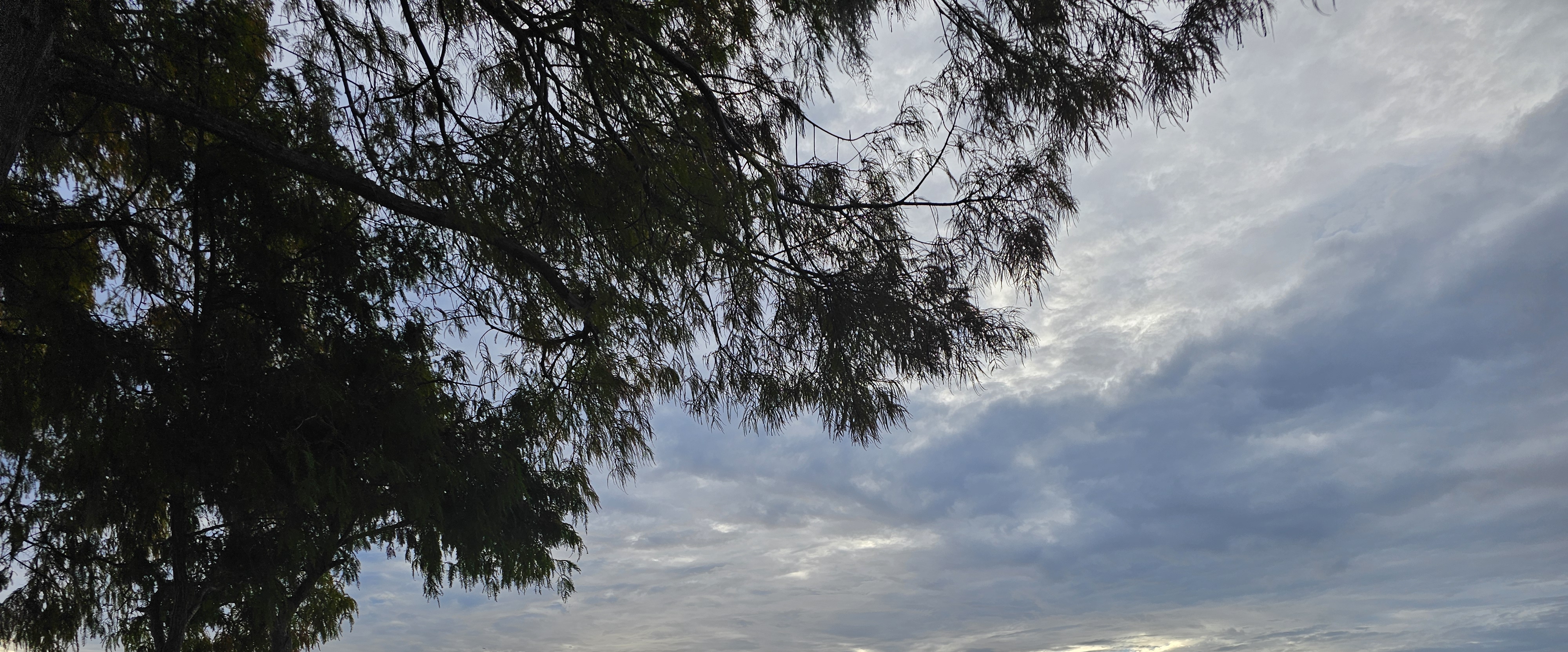 Team Cartier Glasses banner