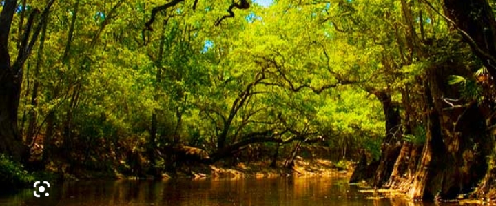 Florida walking club banner