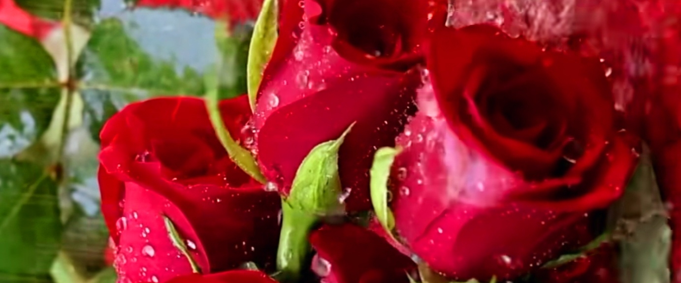 ЛГПШЧКИ-2432 banner