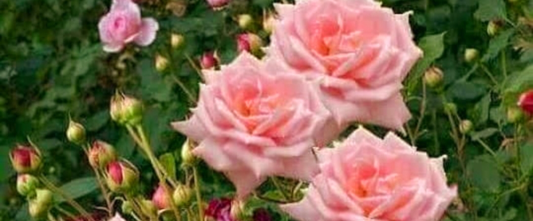 Los Caminantes banner