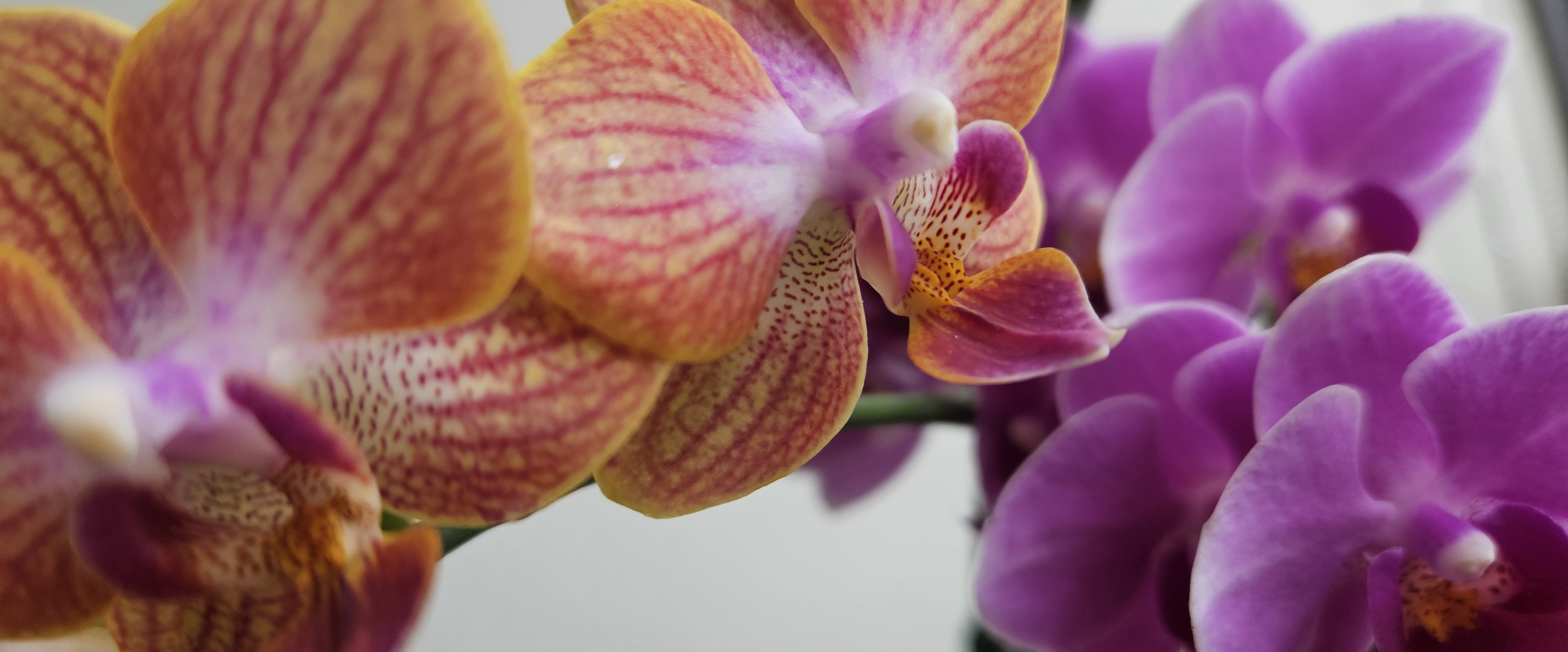 Yürüyelim Arkadaşlar- Evyap banner