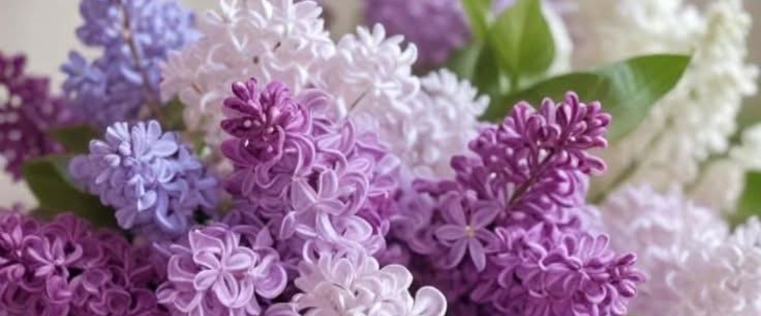 🌿SPRING WALKS🌿 banner